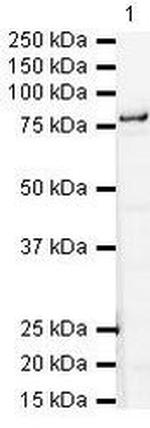 SR-BI Antibody in Western Blot (WB)
