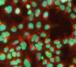 SAM68 Antibody in Immunocytochemistry (ICC/IF)