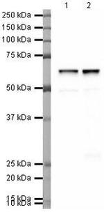 SAM68 Antibody in Western Blot (WB)