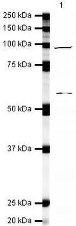 XPB Antibody in Western Blot (WB)