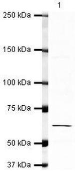 ZBTB38 Antibody in Western Blot (WB)