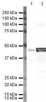CNPase Antibody in Western Blot (WB)