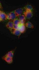 HRI Antibody in Immunocytochemistry (ICC/IF)