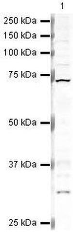 HRI Antibody in Western Blot (WB)