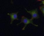 Doublecortin Antibody in Immunocytochemistry (ICC/IF)
