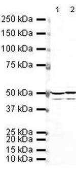 Doublecortin Antibody in Western Blot (WB)