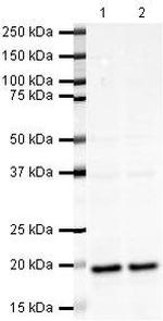UBC9 Antibody in Western Blot (WB)