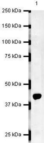 CCR10 Antibody in Western Blot (WB)