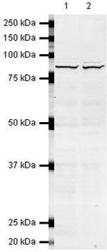 MRE11 Antibody in Western Blot (WB)