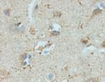 NPY Polyclonal Antibody