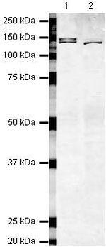 MYT1 Antibody in Western Blot (WB)