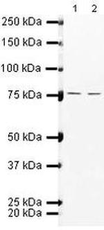 ZNF219 Polyclonal Antibody