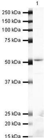 beta Arrestin 1 Antibody in Western Blot (WB)