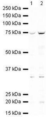 Menin Antibody in Western Blot (WB)