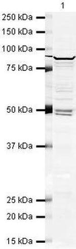 DDX1 Antibody in Western Blot (WB)