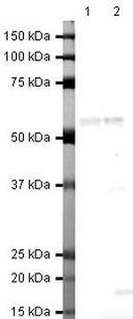 Netrin G1 ligand Antibody in Western Blot (WB)