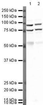 Gephyrin Antibody in Western Blot (WB)