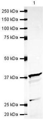 STX16 Antibody in Western Blot (WB)