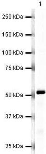 KV1.1 (KCNA1) Antibody in Western Blot (WB)