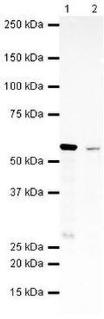 SMYD1 Antibody in Western Blot (WB)
