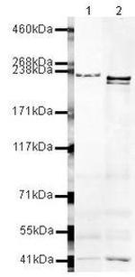 MRP4 Polyclonal Antibody