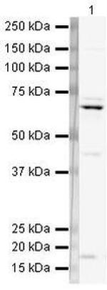 hnRNP L Antibody in Western Blot (WB)