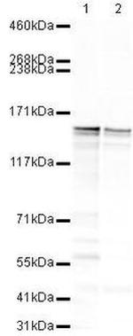 CAPS1 Antibody in Western Blot (WB)