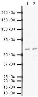 Neuroserpin Antibody in Western Blot (WB)