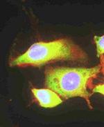 EEF2 Antibody in Immunocytochemistry (ICC/IF)