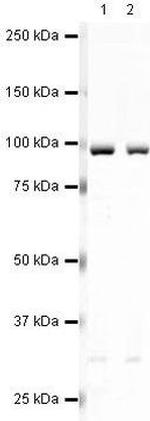 EEF2 Antibody in Western Blot (WB)