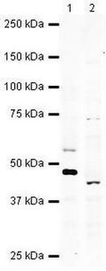 WIF1 Antibody in Western Blot (WB)