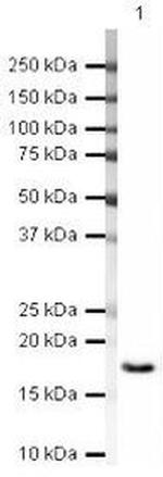 PAIP2 Antibody in Western Blot (WB)