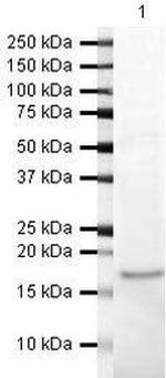 CENPA Antibody in Western Blot (WB)