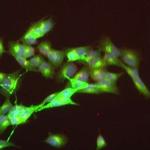 Caspr2 Antibody in Immunocytochemistry (ICC/IF)