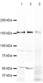 Caspr2 Antibody in Western Blot (WB)