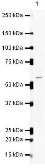 SMYD1 Antibody in Western Blot (WB)