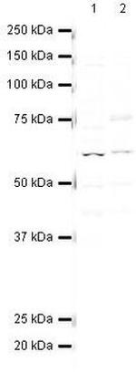 PP5 Antibody in Western Blot (WB)