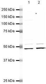 EBP1 Antibody in Western Blot (WB)