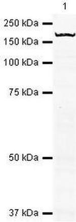 53BP2 Antibody in Western Blot (WB)
