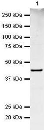 Midkine Antibody in Western Blot (WB)