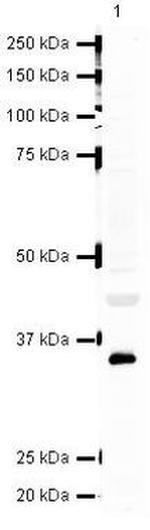 MyD88 Antibody in Western Blot (WB)