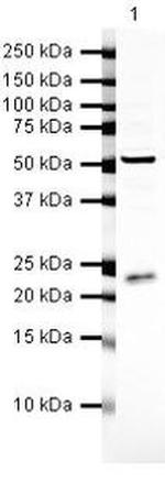 RGS2 Antibody in Western Blot (WB)
