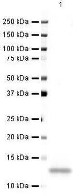 CXCL14 Polyclonal Antibody