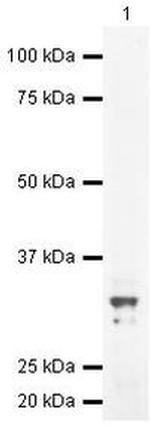 DTNBP1 Antibody in Western Blot (WB)