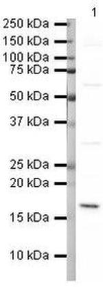 ISG15 Antibody in Western Blot (WB)