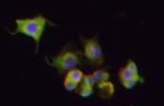 beta-2 Adrenergic Receptor Antibody in Immunocytochemistry (ICC/IF)