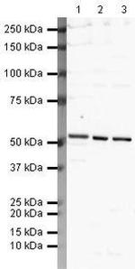 beta-2 Adrenergic Receptor Antibody in Western Blot (WB)