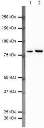 H-cadherin Antibody in Western Blot (WB)