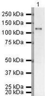 Phospho-SP1 (Thr453) Antibody in Western Blot (WB)