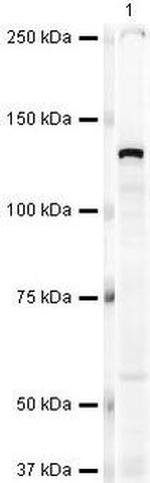 KIF11 Antibody in Western Blot (WB)